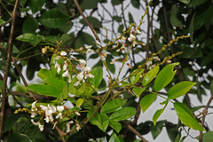 Derris scandens